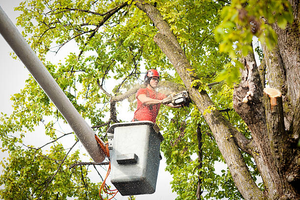 Trusted Nevada, MO Tree Services Experts